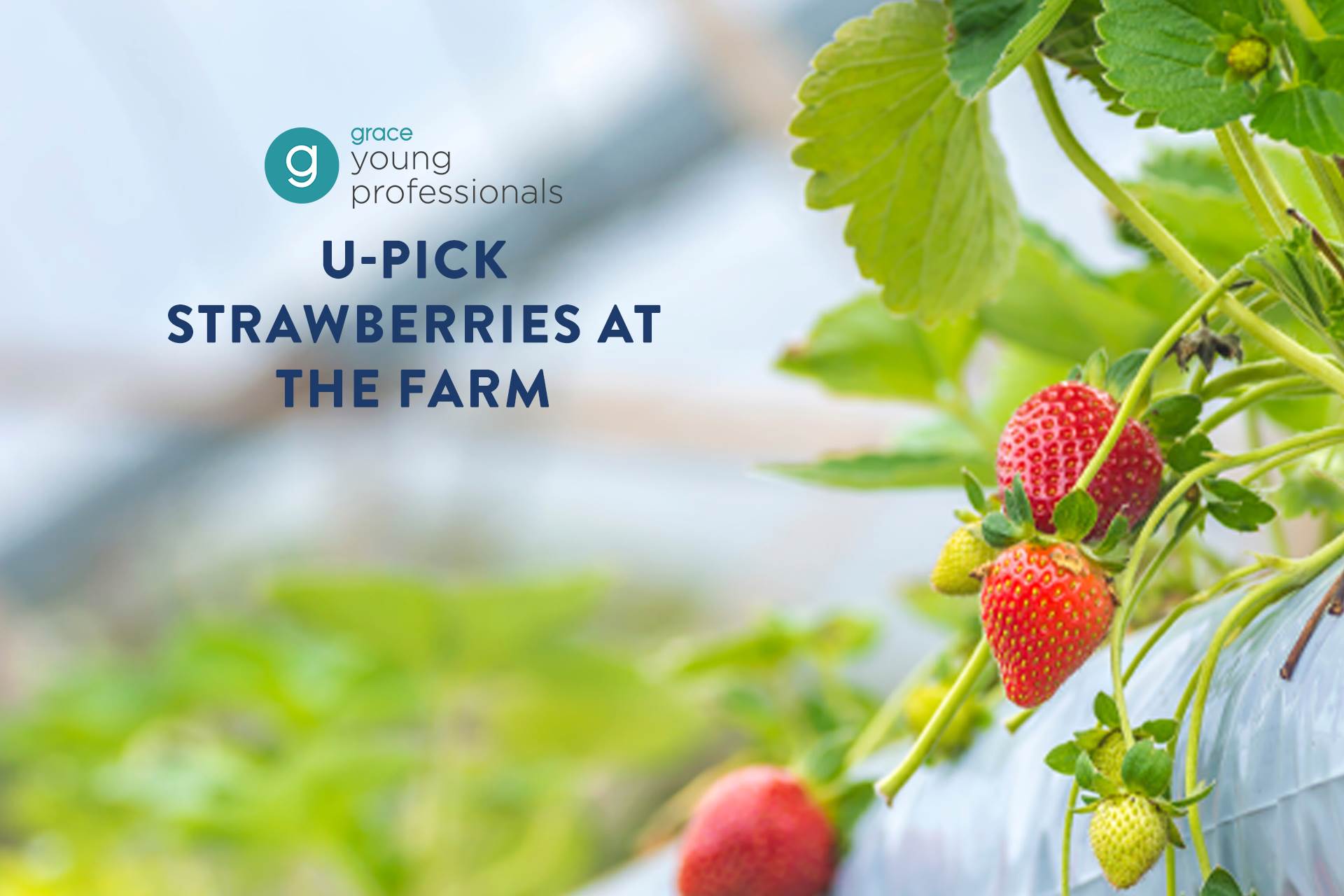 Link to U-Pick Strawberries at the Farm detail page